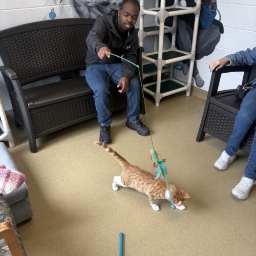 Person playing with cat at a pet shelter